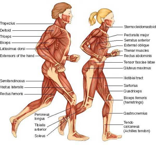 http://www.bawnholistic.com/photos/muscular_system.jpg